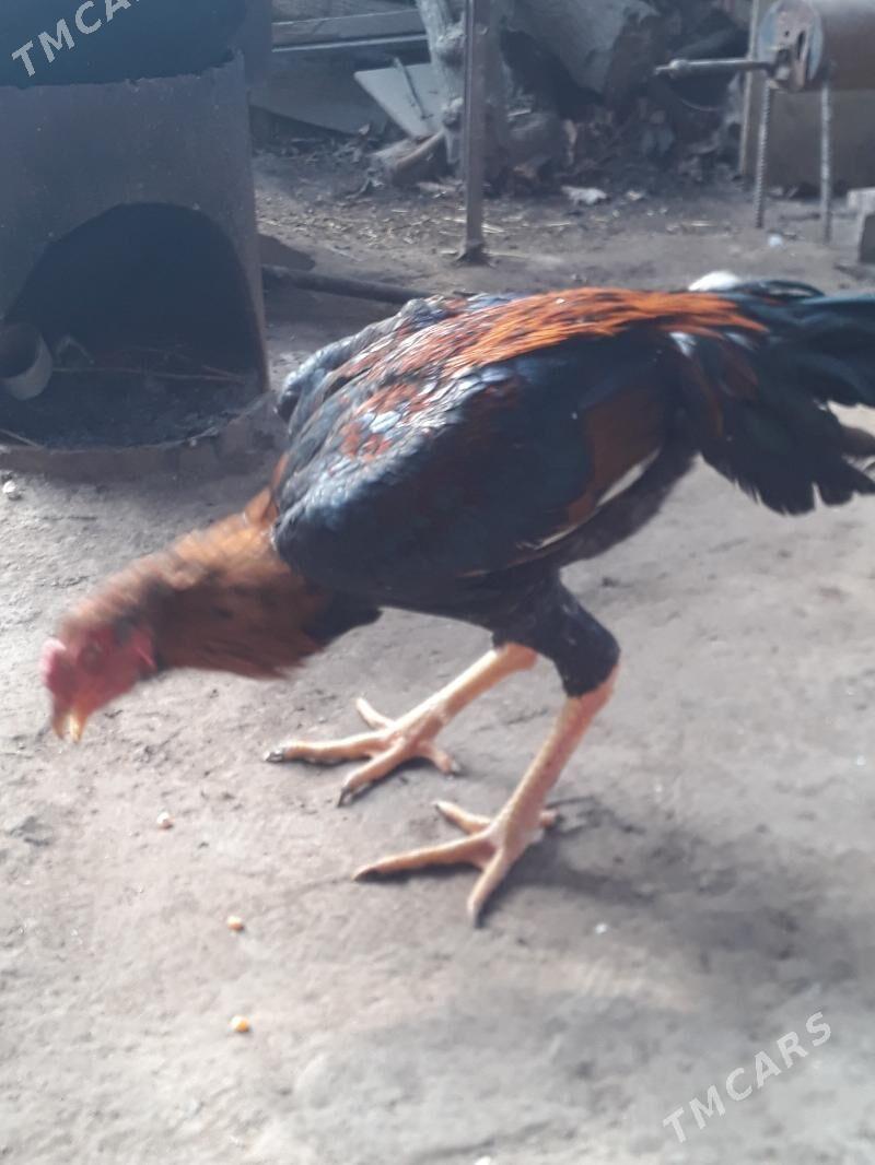 хораз джудже - Türkmenabat - img 3