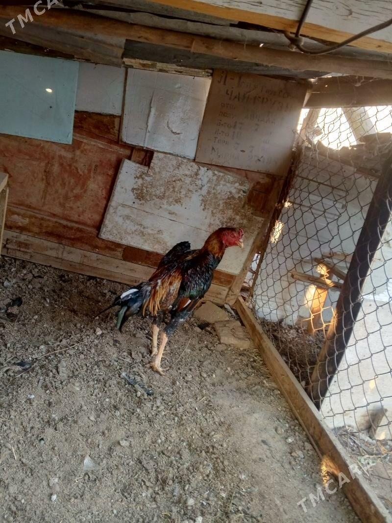 horaz juje - Фарап - img 3