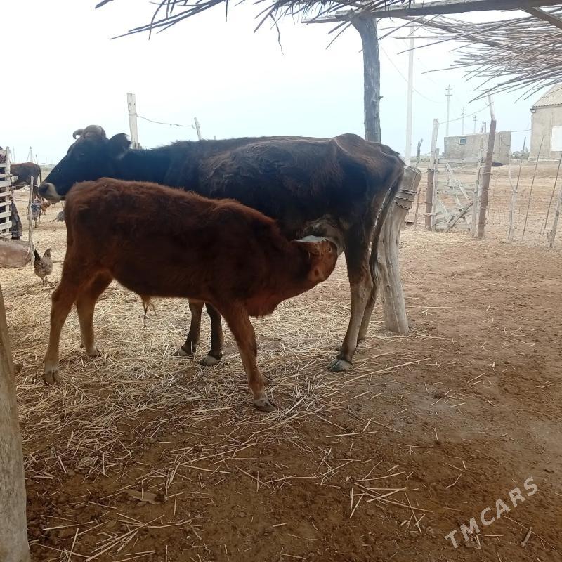 iki sygyr - Этрек - img 1