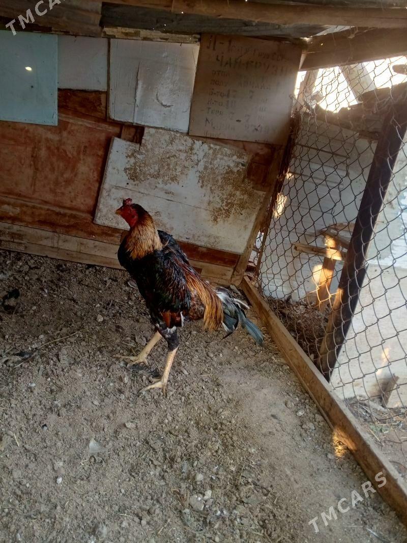 horaz juje - Фарап - img 2