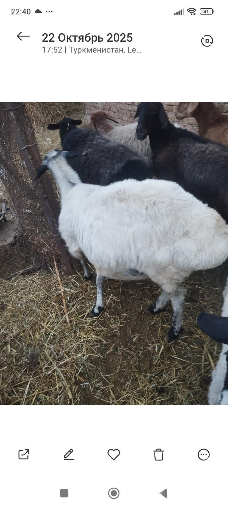 bogaz goyunlar - Туркменабат - img 6