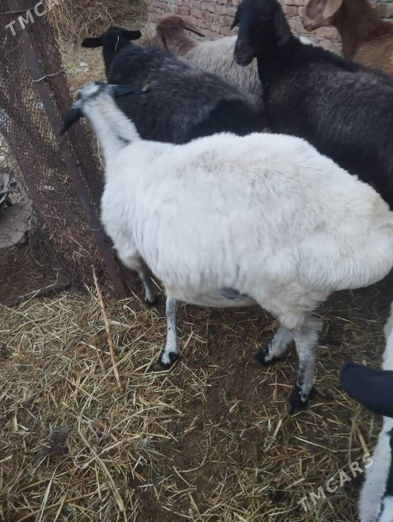 bogaz goyunlar - Туркменабат - img 7