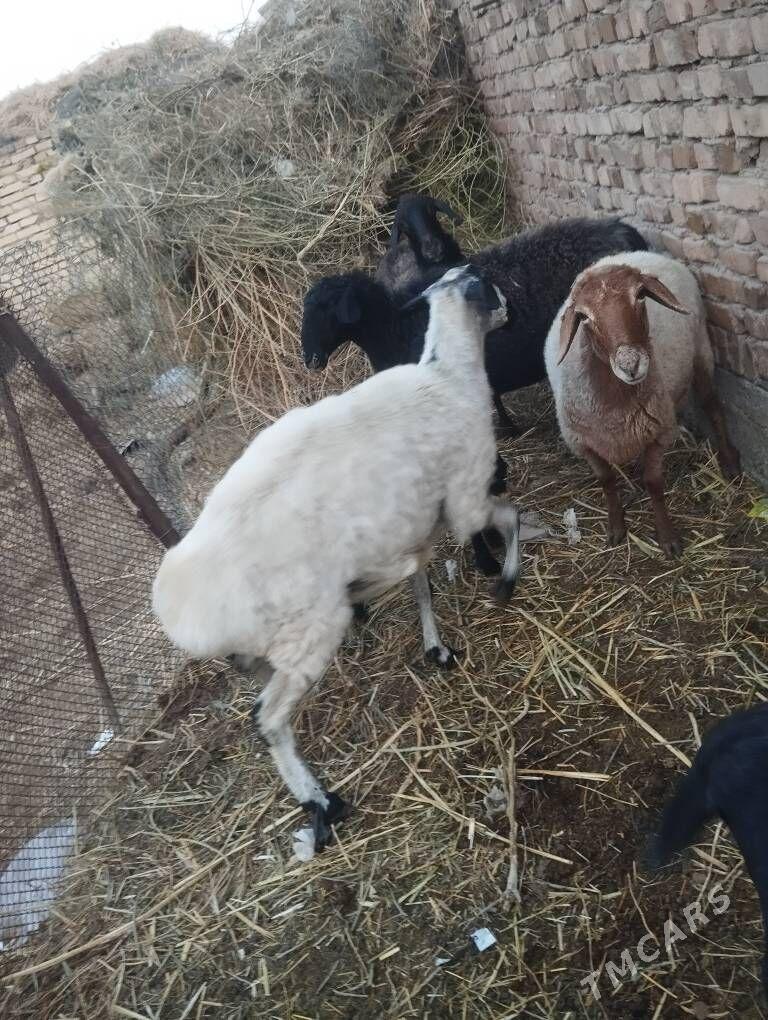 bogaz goyunlar - Туркменабат - img 8