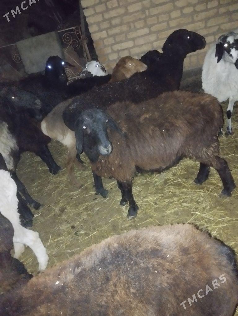 bogaz goyunlar - Туркменабат - img 3