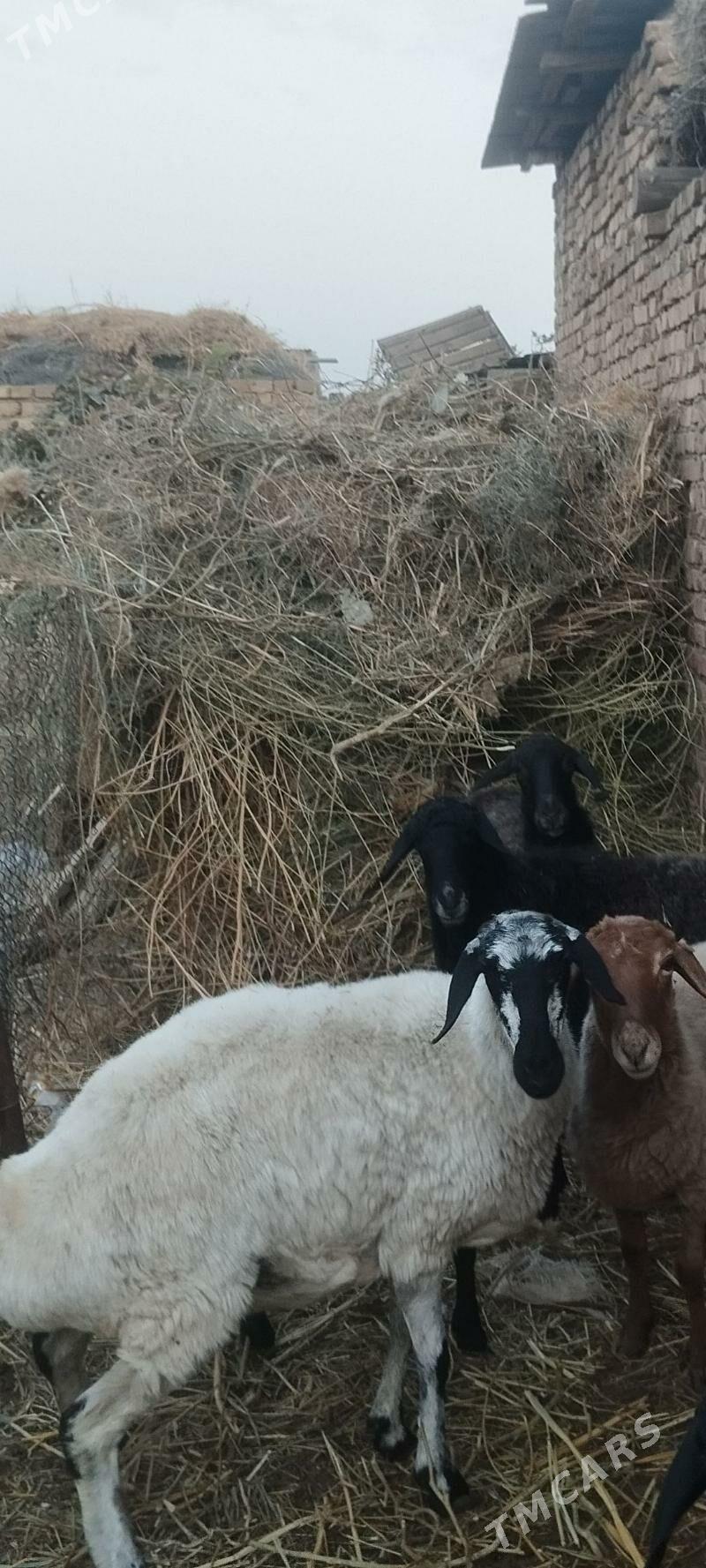 bogaz goyunlar - Туркменабат - img 5