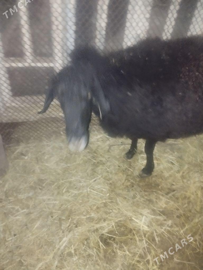 bogaz goyunlar - Туркменабат - img 4