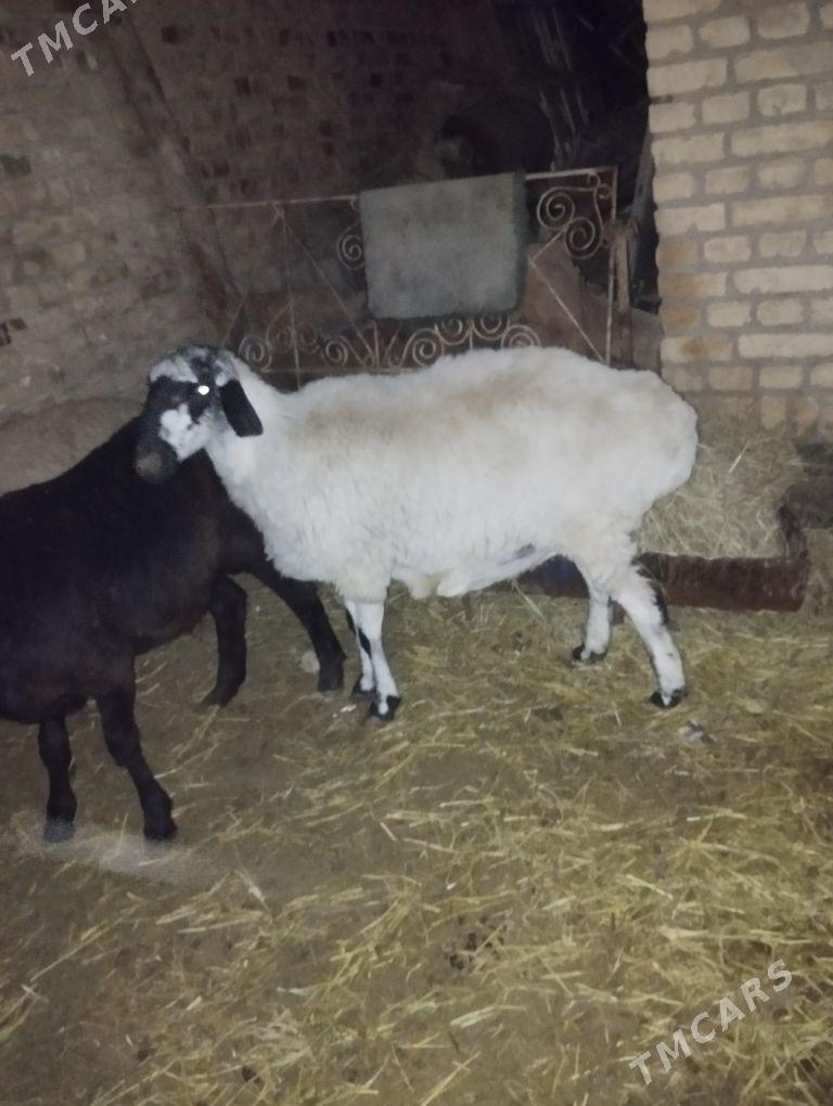 bogaz goyunlar - Туркменабат - img 2