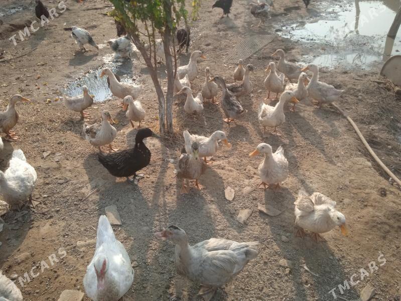 Gak Gak ordek - Кипджак - img 2