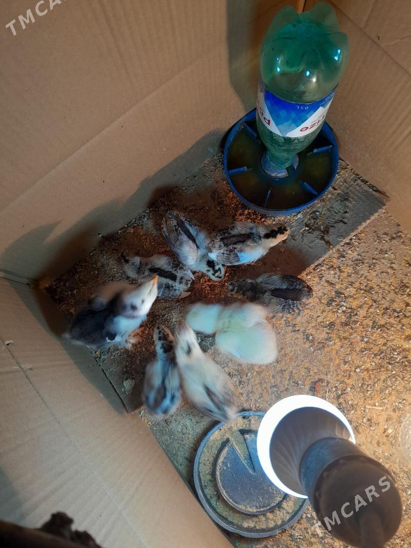 karlik júýje - Aşgabat - img 3