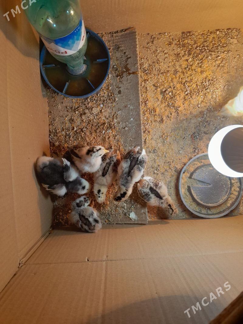 karlik júýje - Aşgabat - img 2