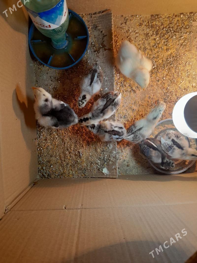 karlik júýje - Aşgabat - img 5