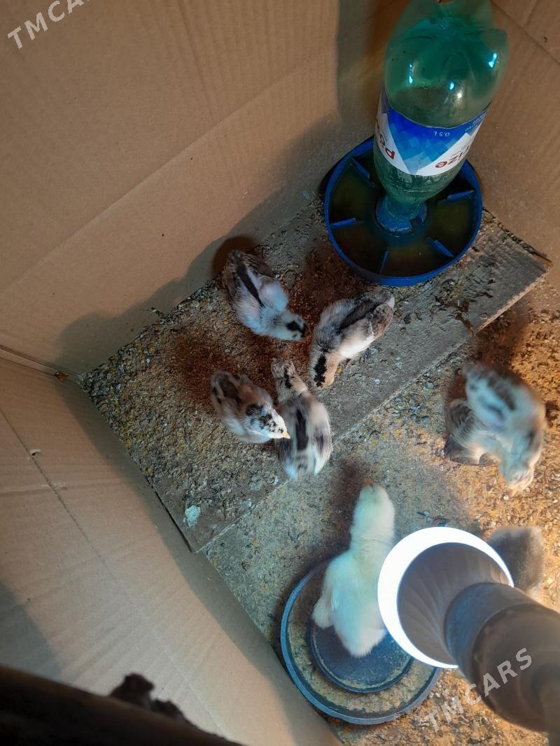 karlik júýje - Aşgabat - img 4