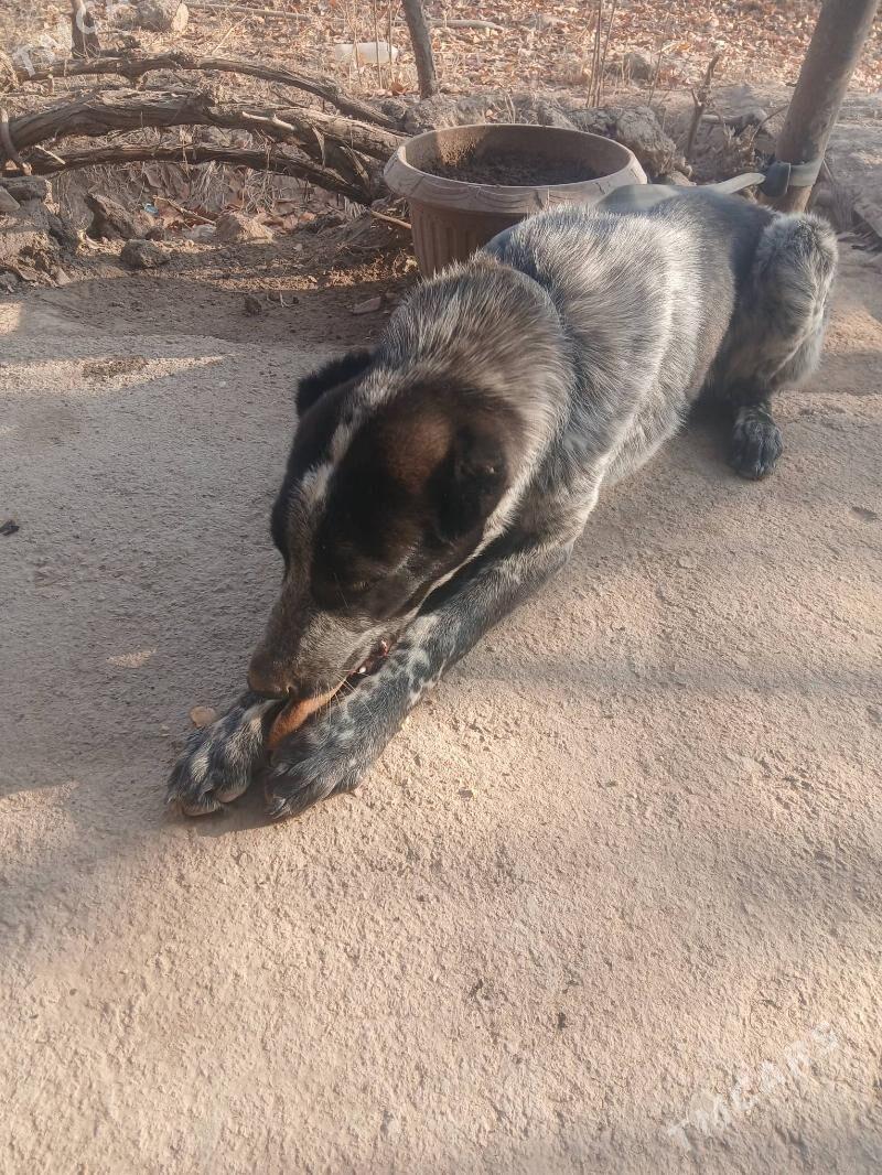 Turkmen gujik - Görogly (Tagta) - img 2