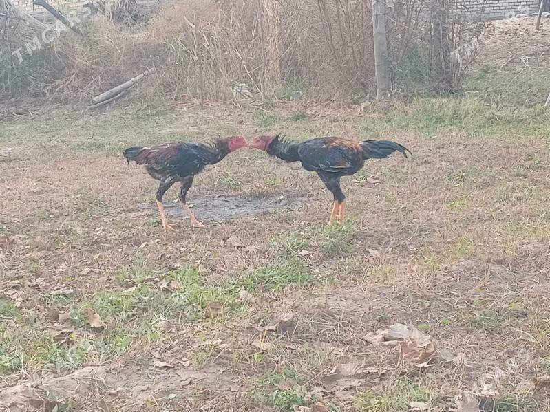 Horaz - Мары - img 1