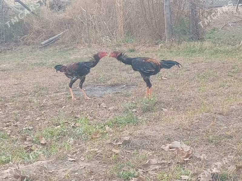 Horaz - Мары - img 2