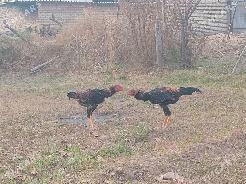 Horaz - Мары - img 4