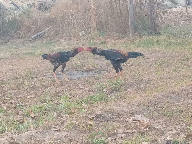 Horaz - Мары - img 3