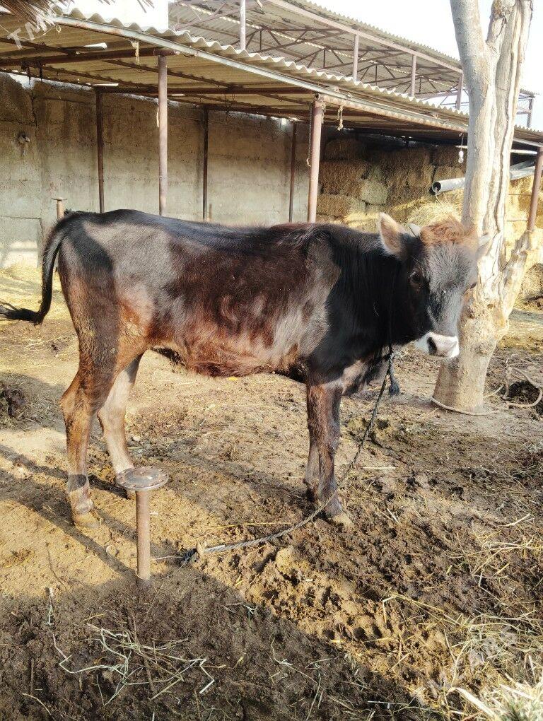 tuwe - Гёкдепе - img 2