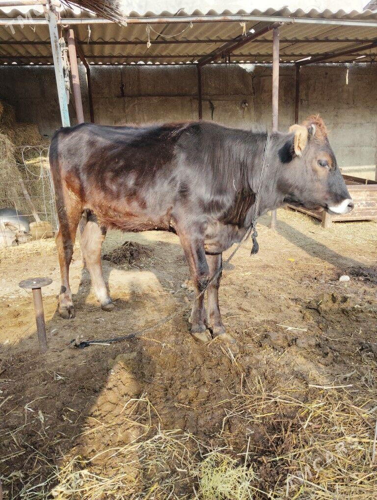 tuwe - Гёкдепе - img 1