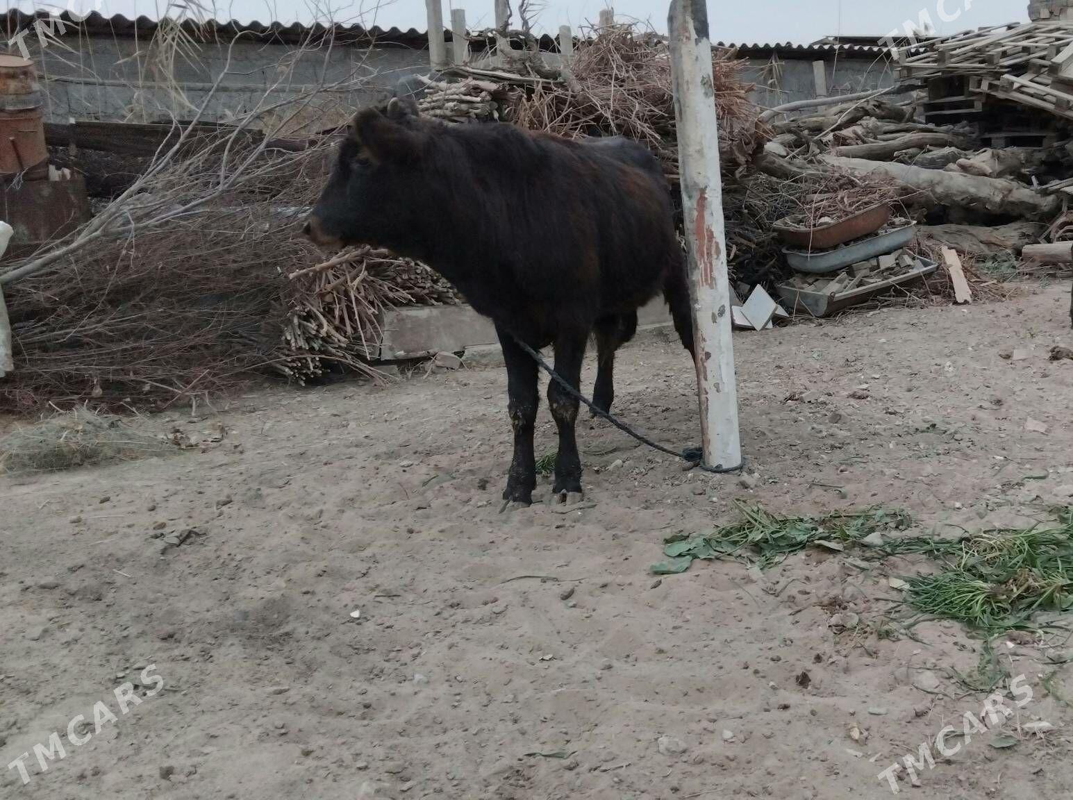 OKÜZ DALGIR - Aşgabat - img 2