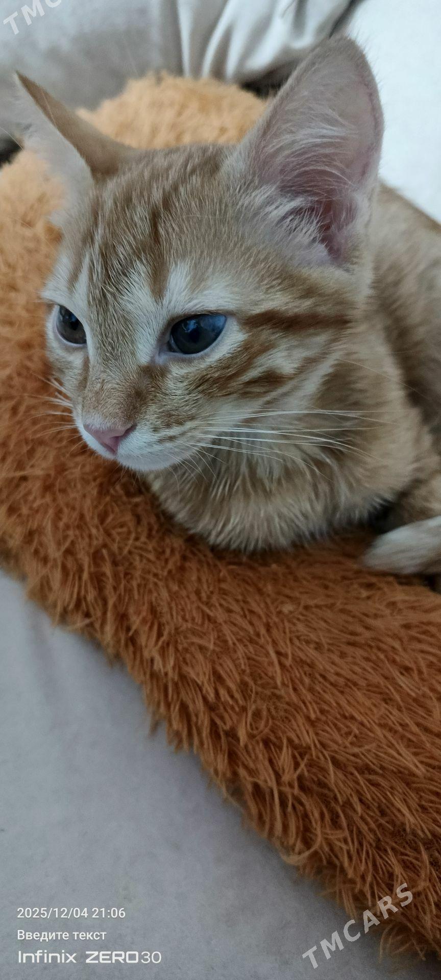 Кот в сапогах - Мары - img 6