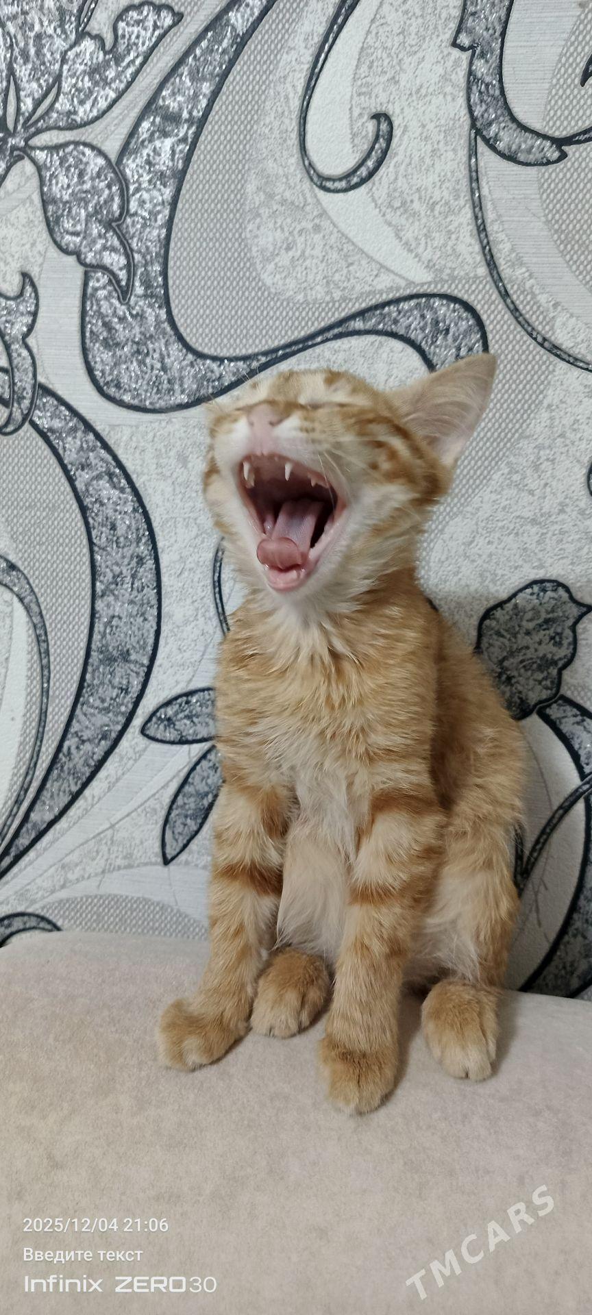 Кот в сапогах - Мары - img 2