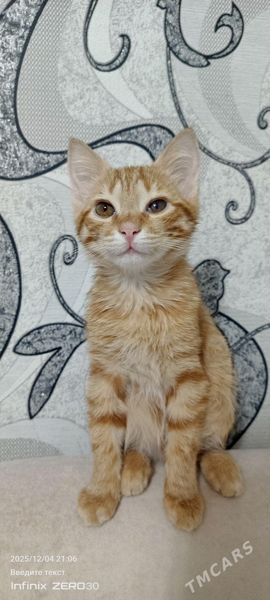 Кот в сапогах - Мары - img 3