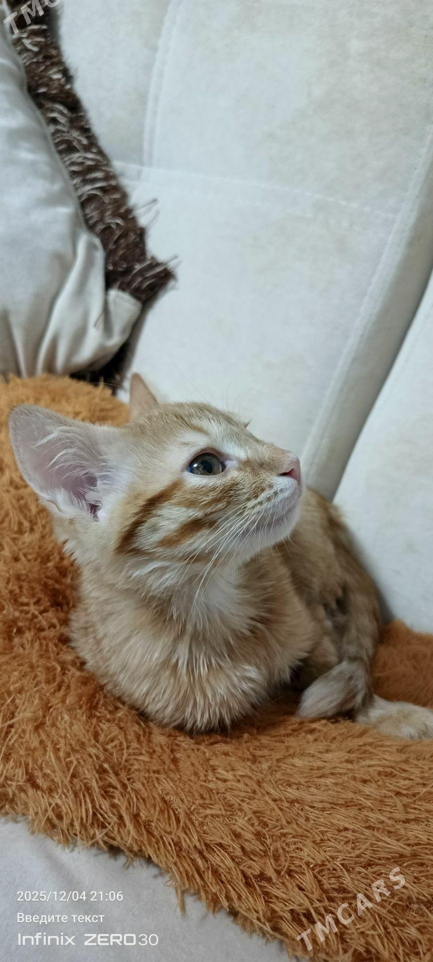 Кот в сапогах - Мары - img 7