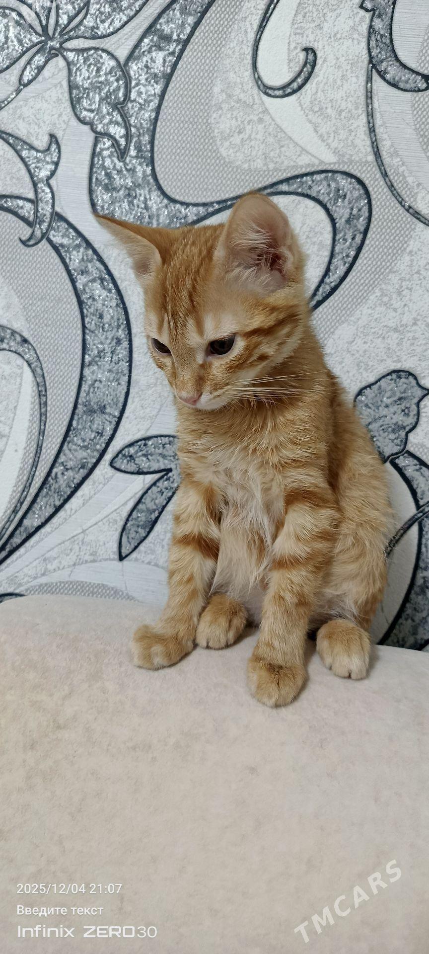 Кот в сапогах - Мары - img 4