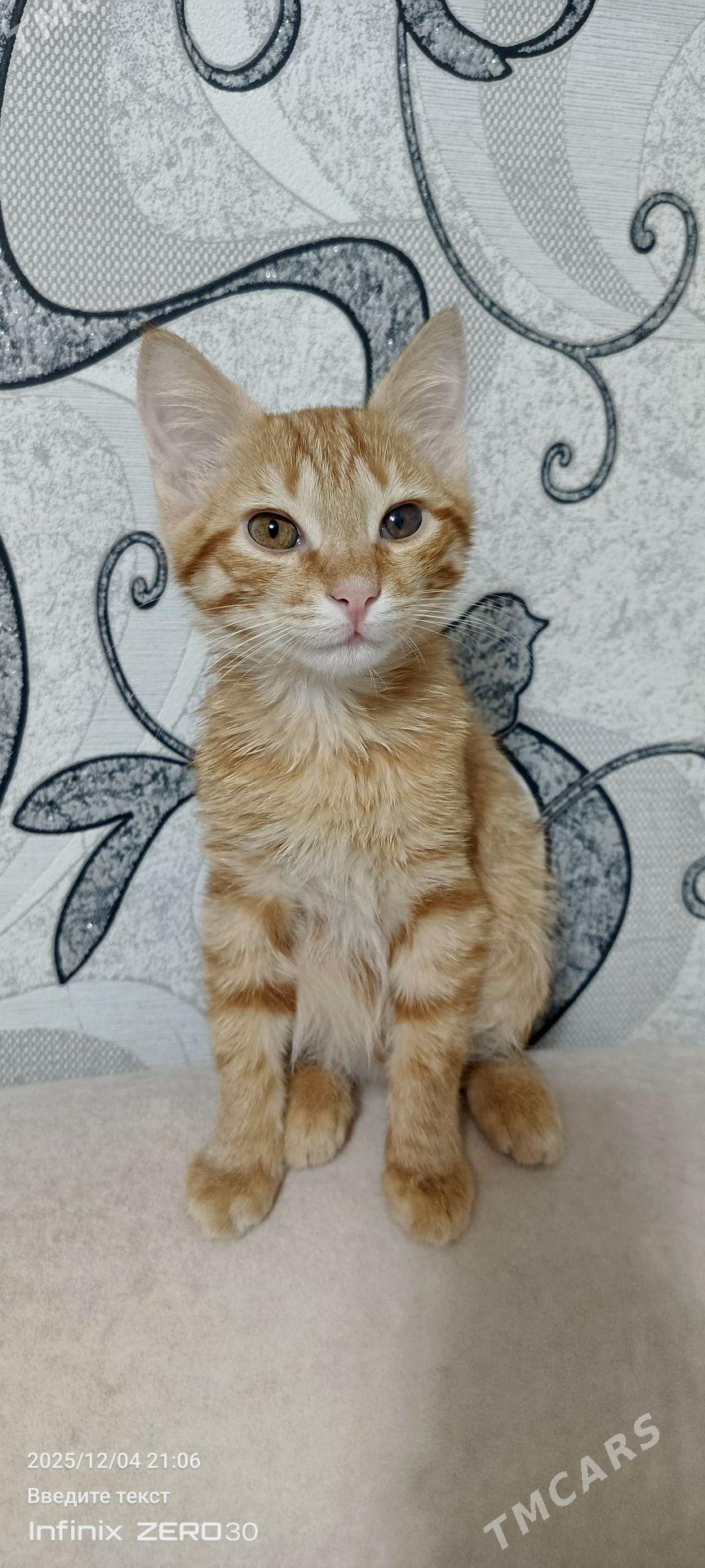 Кот в сапогах - Мары - img 5