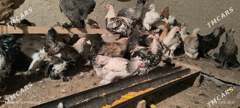 BALGAR HORAZ - Bagyr - img 2