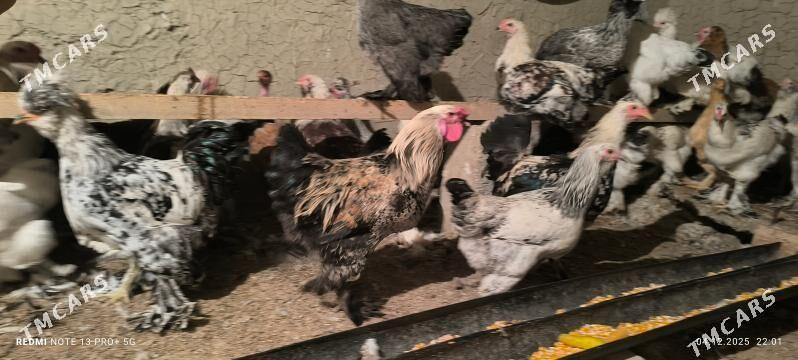 BALGAR HORAZ - Bagyr - img 3