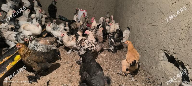 BALGAR HORAZ - Bagyr - img 5