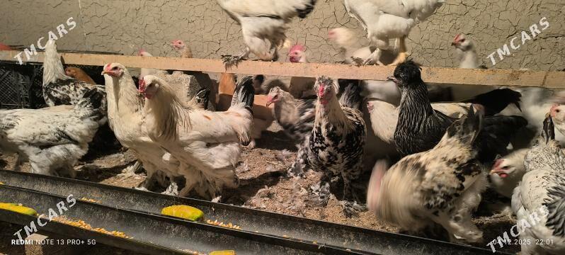 BALGAR HORAZ - Bagyr - img 4