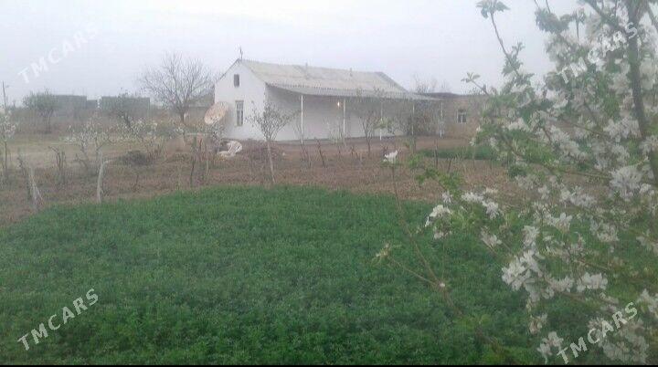 satlyk jay - Türkmengala - img 2