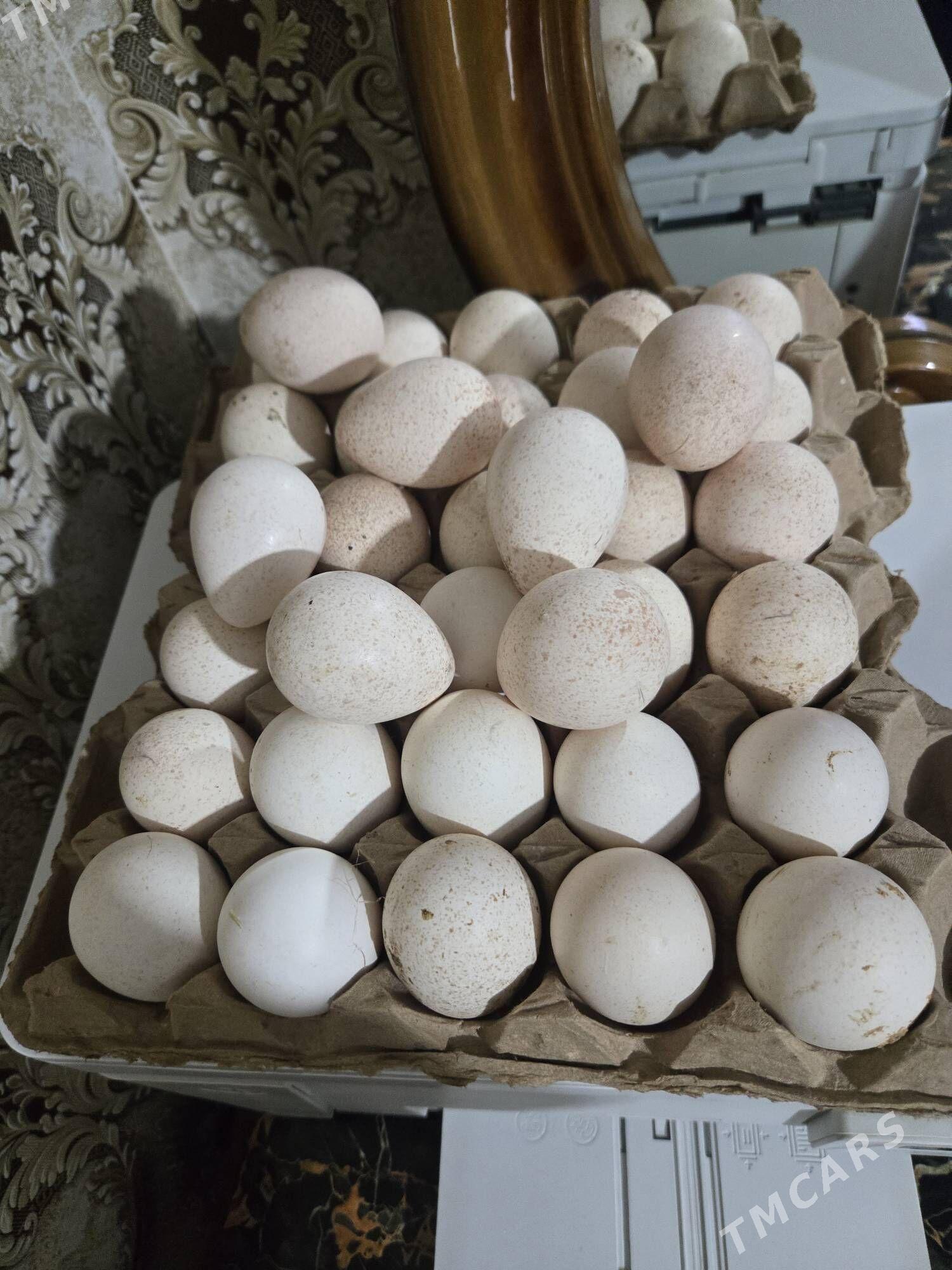 induk yumurtga - Mary - img 1