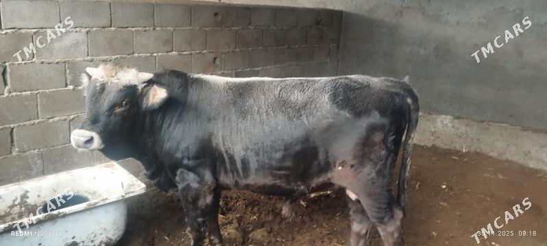 okuz - Бузмеин - img 3