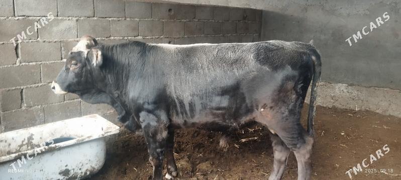 okuz - Бузмеин - img 2