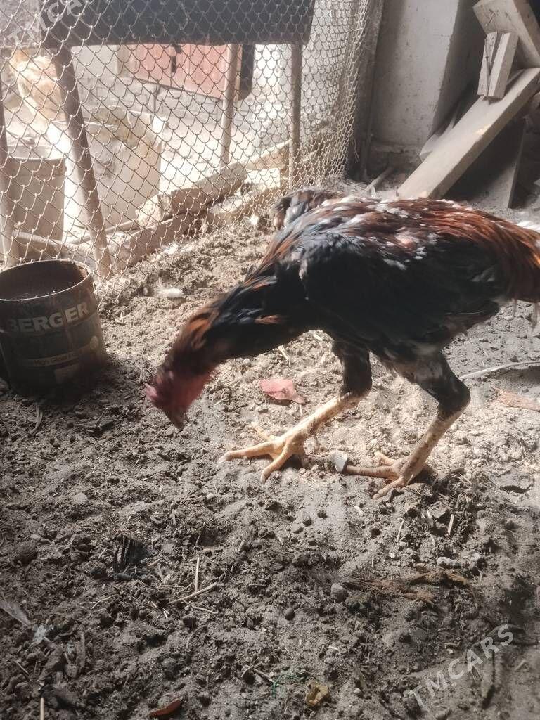 Baysok - Туркменабат - img 2