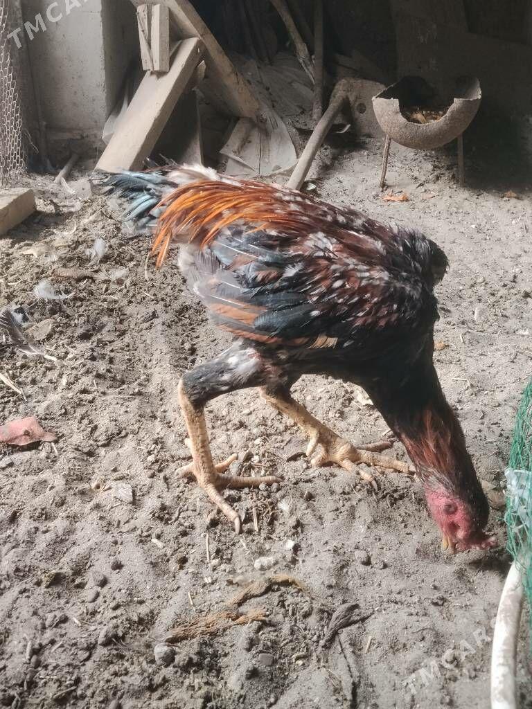 Baysok - Туркменабат - img 4