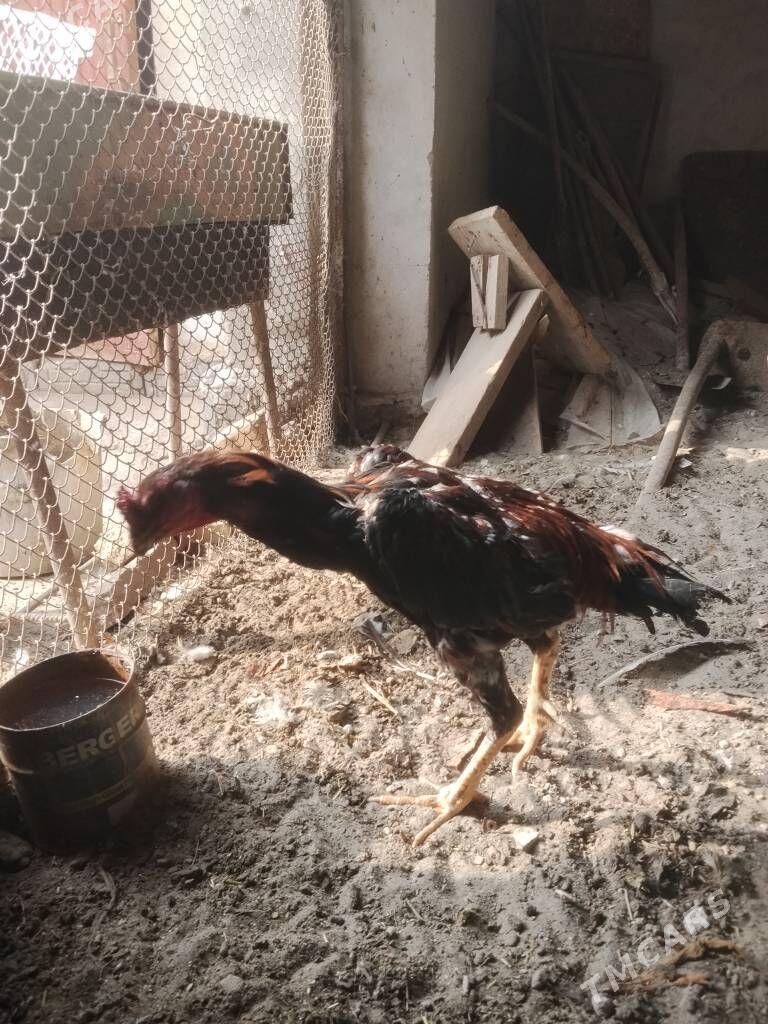 Baysok - Туркменабат - img 3