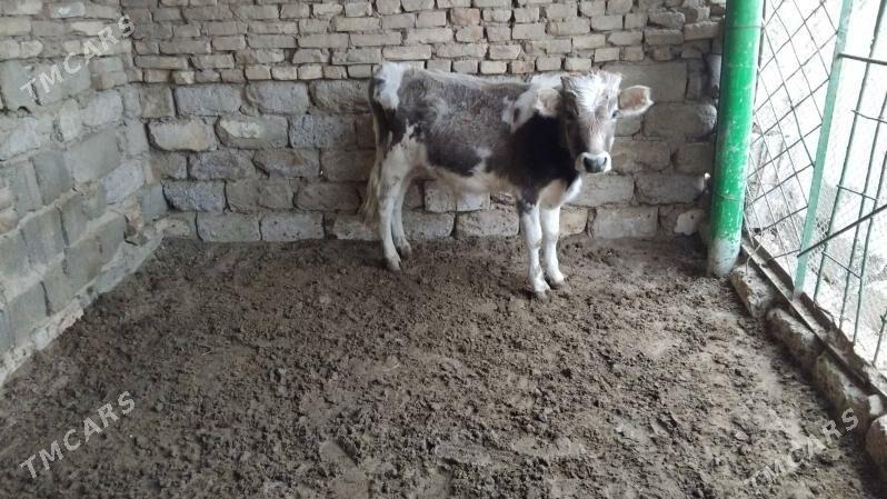 OKUZ TOHIM MAL - Ашхабад - img 2