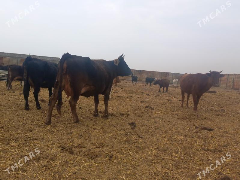 göleli. - Wekilbazar - img 8