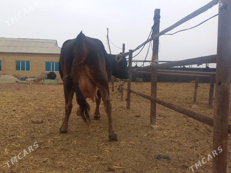 göleli. - Wekilbazar - img 6