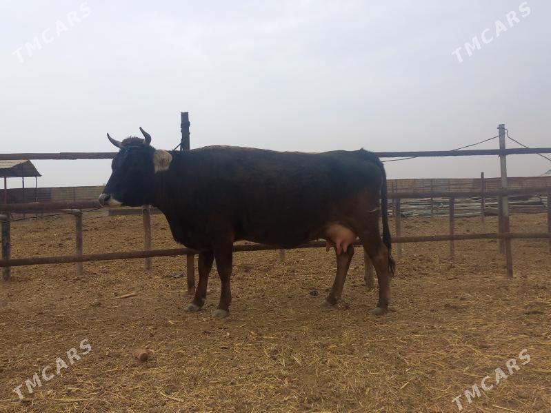 göleli. - Wekilbazar - img 4