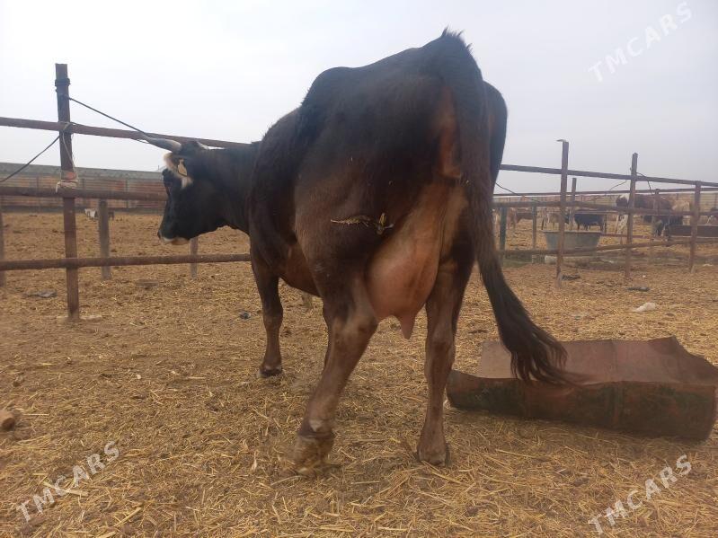 göleli. - Wekilbazar - img 2