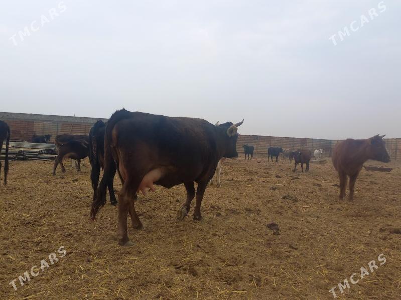 göleli. - Wekilbazar - img 5