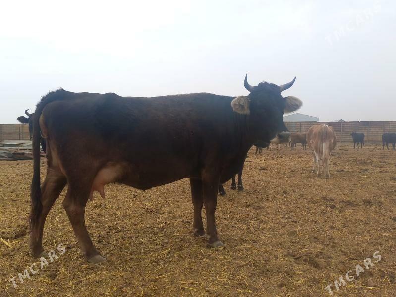 göleli. - Wekilbazar - img 7