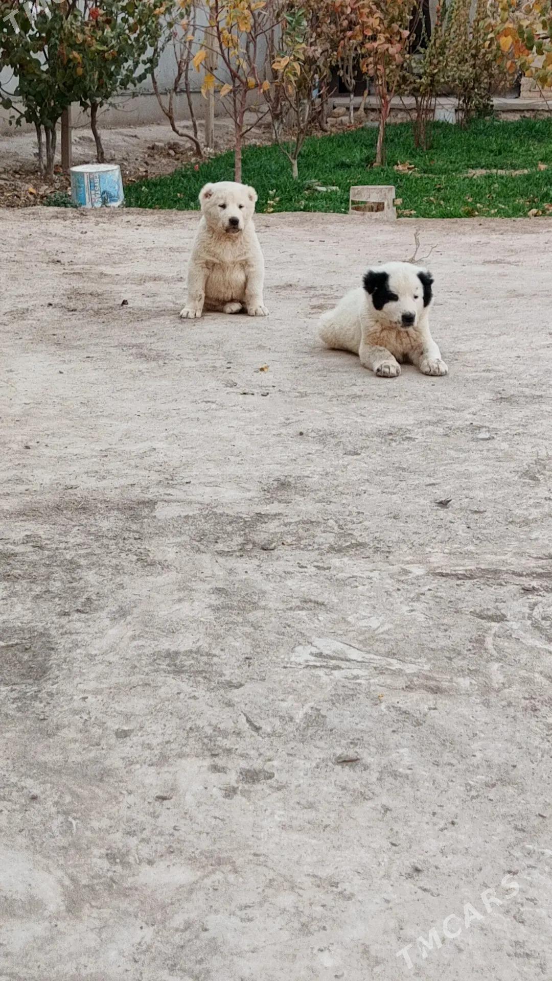 Çopan it - Туркменабат - img 2