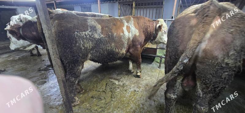 simental okuz - Тязе заман - img 3